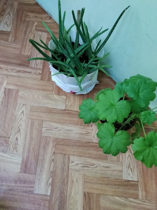 Цветы все вместе за 5000