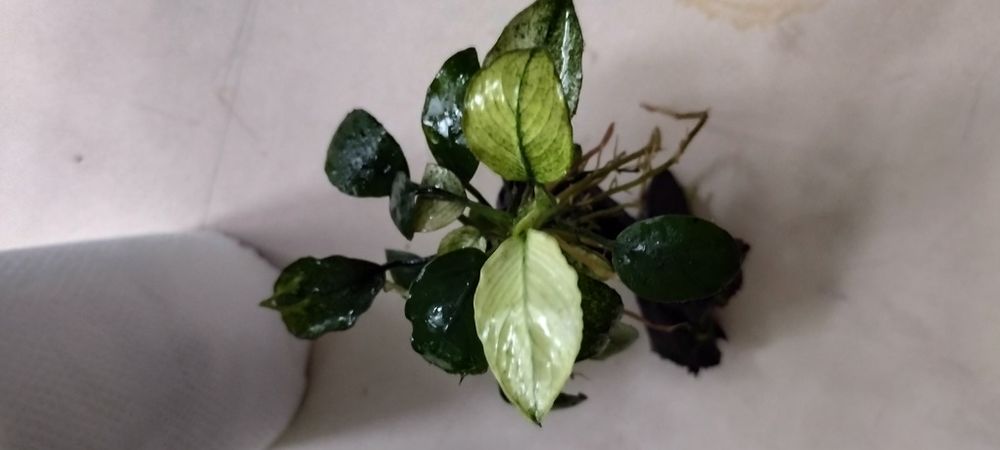 Самолус парвифлорус красный