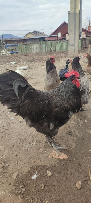 Pui de găină de vânzare