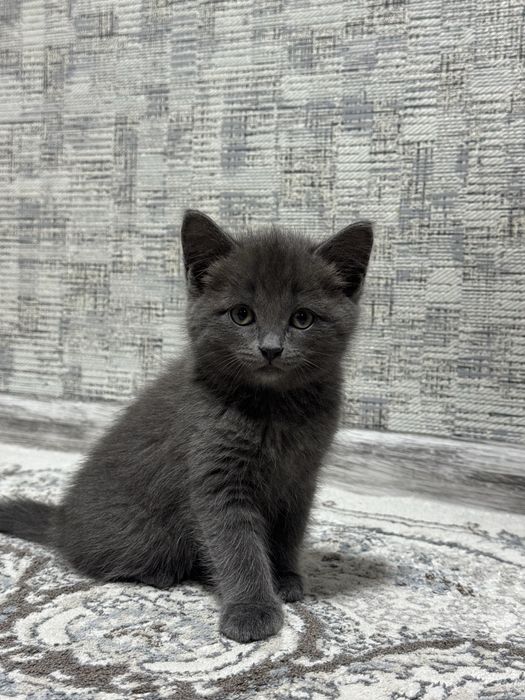 Британская кошечка серого окраса