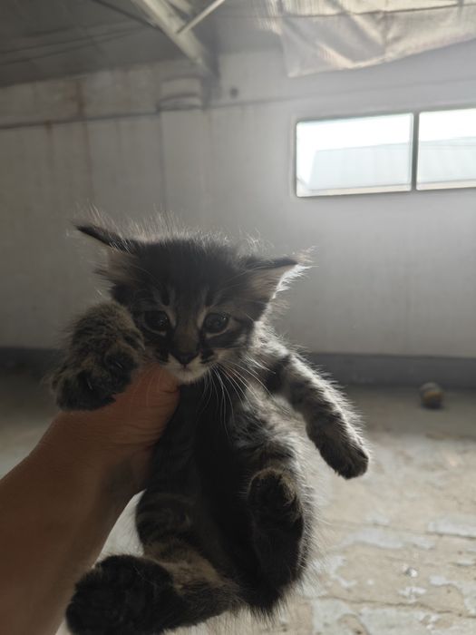 Отдам котят в добрые руки