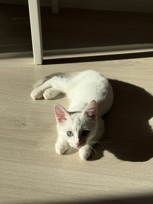 Отдам котенка в хорошие руки