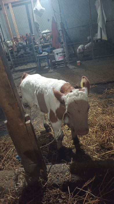 De vanzare vitel de 3 săptămâni