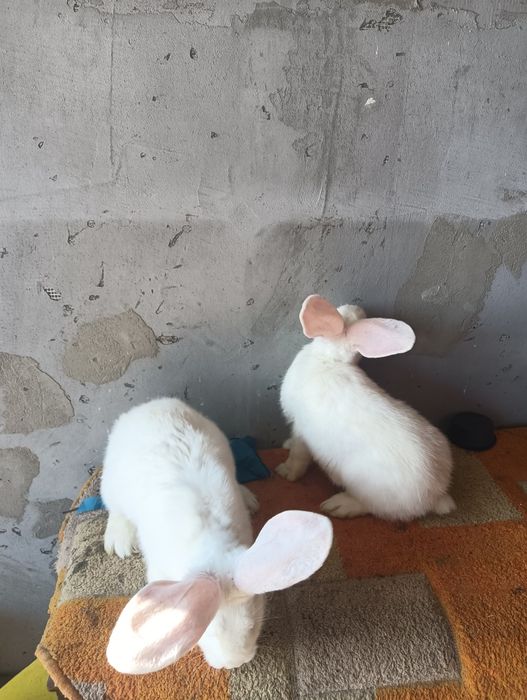 Vând iepuri  talie mare și mica