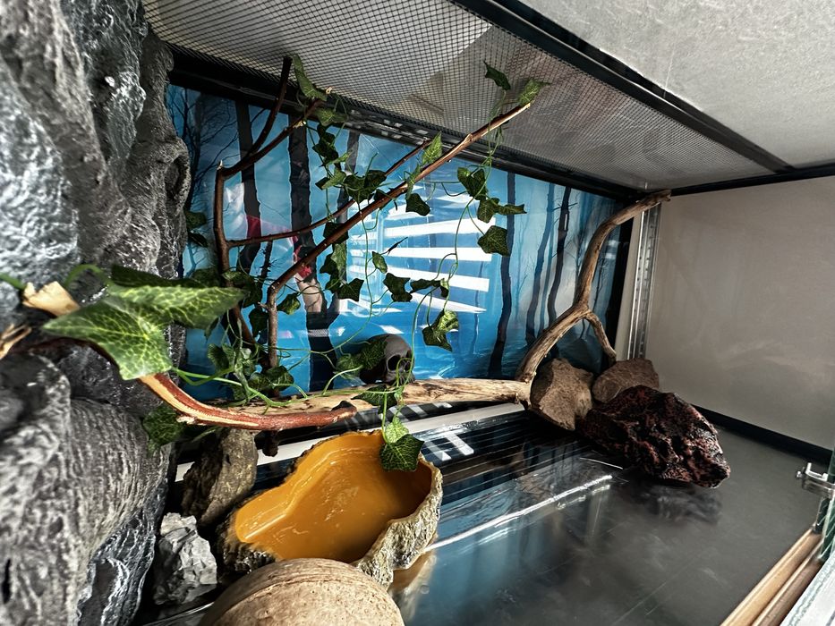 Террариум для рептилий