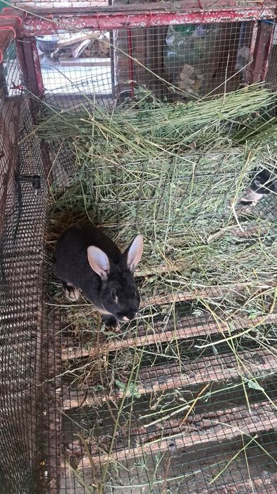 Iepuri rex rasa pura