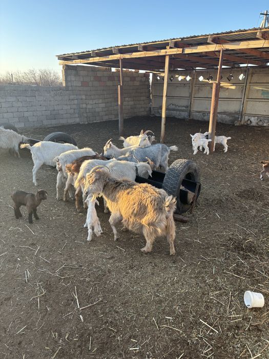 Породистый Сауын лакты еши сатылады