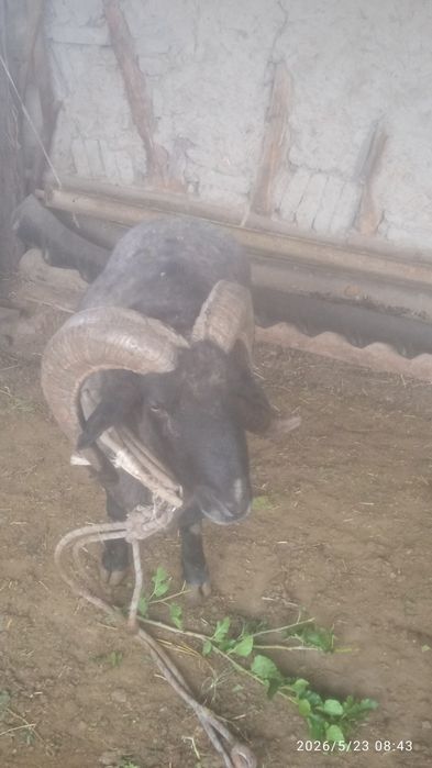 Qo'chqor sotiladi: 25 000 000 so’m