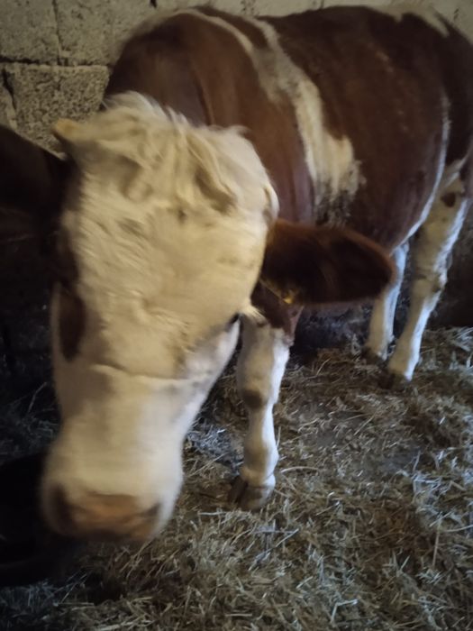 Vand juninca baltata romaneasca