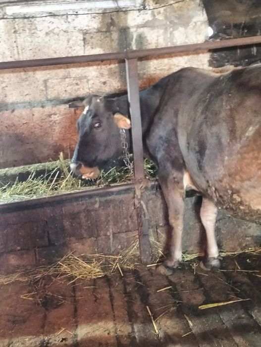 Сельхозживотное карова