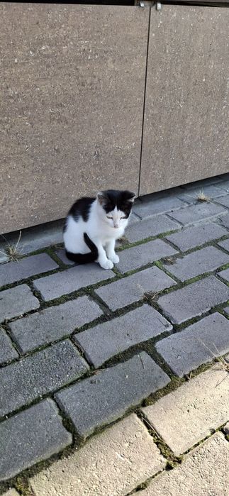 Отдам котёнка, в добрые руки