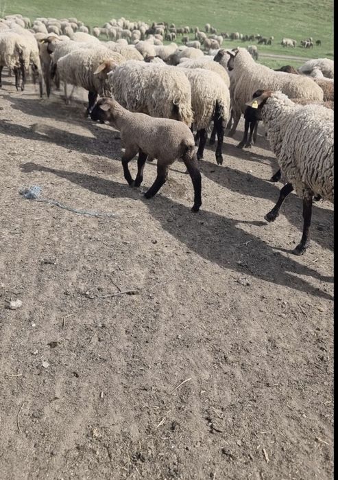 Vând 5 berbecuți Suffolk de prăsilă (cu certificat de origine)