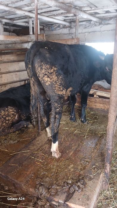 Бычок голштейн на племю