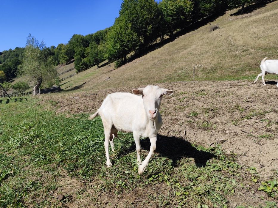 Capre Saanen rasă pură de vânzare