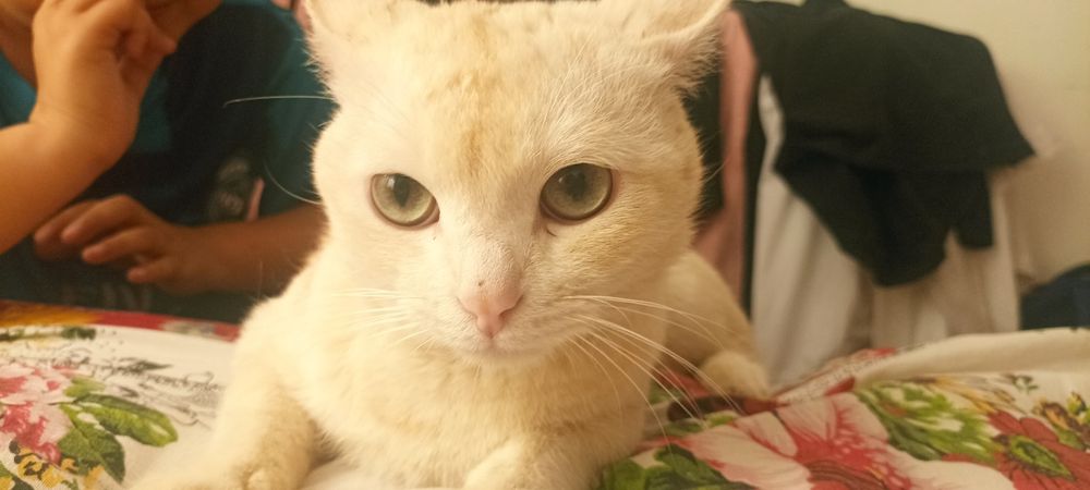 Мяу мяу  король продам не дорого