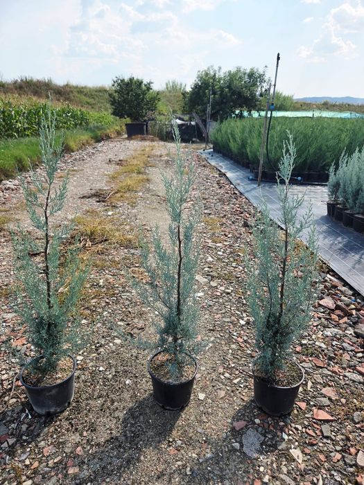 Cupressus Arizonica Fastigiata