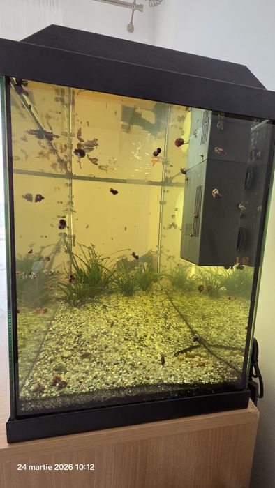 Vând acvariu JUWEL 70 Litri.