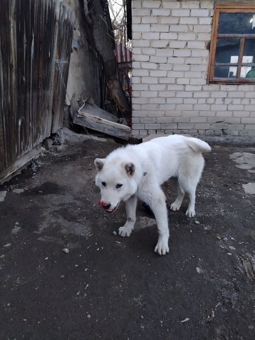 20 мынға сатылады 3жарым айлық