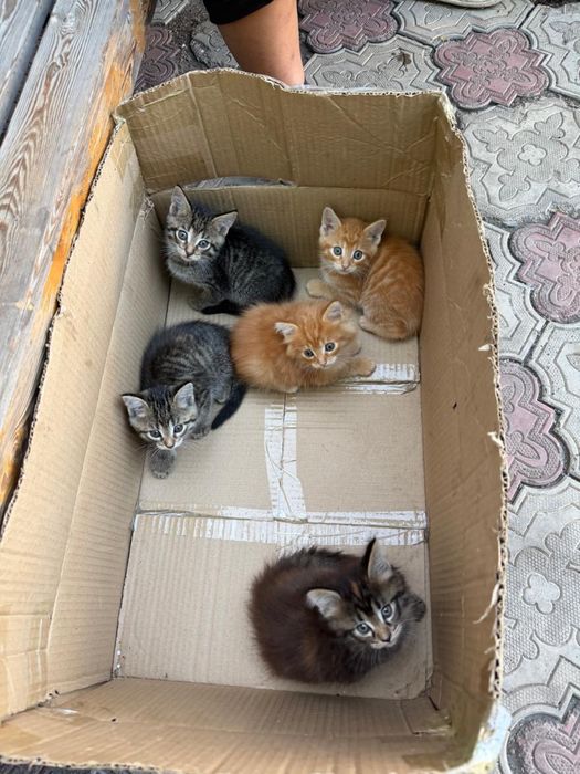 Продаются красивые котята