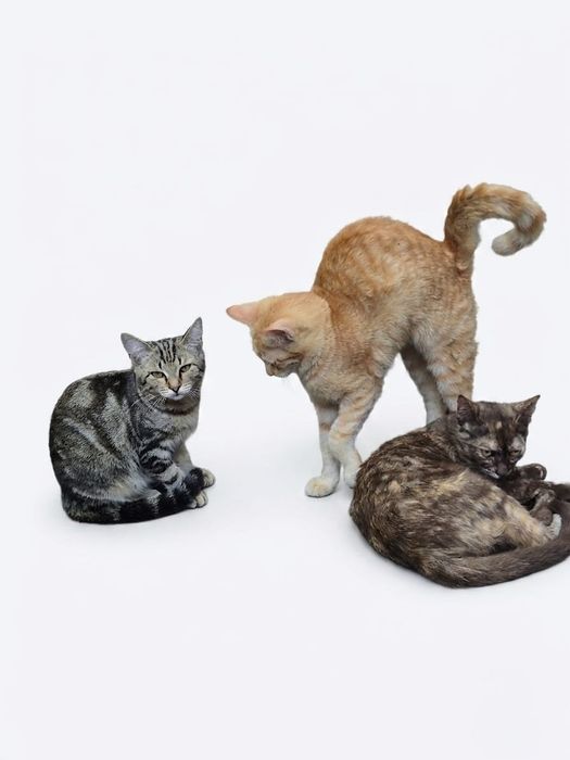 Котята 4 месяца в хорошие руки!!!