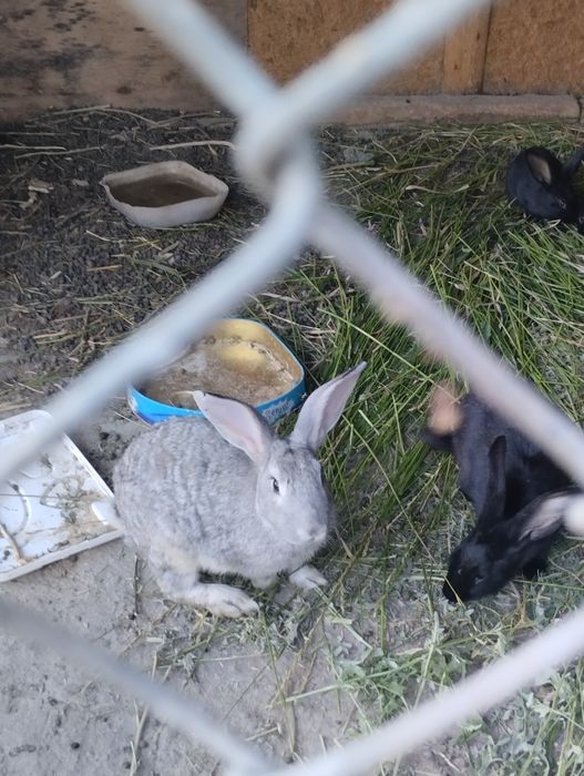 Кролик қояндар с