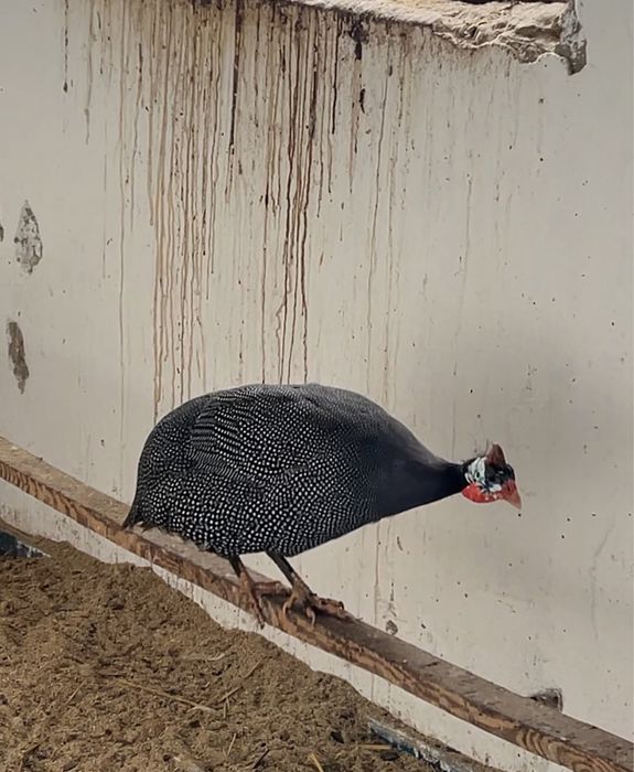 Цесарка Петух Қораз