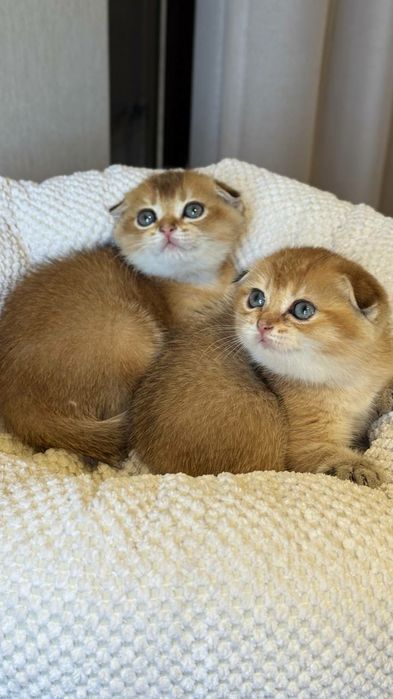 Zolotaya shinshilla fold  qiz 1 yarim oylik