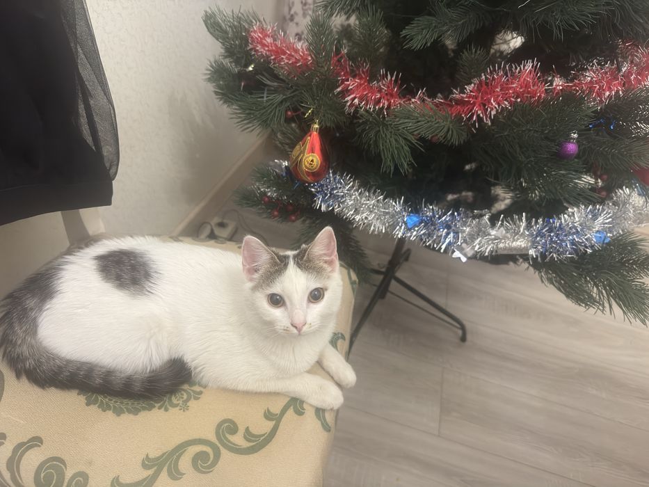 Котенок в добрые руки