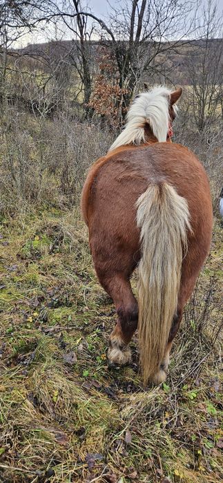 Vând cal de 4 ani