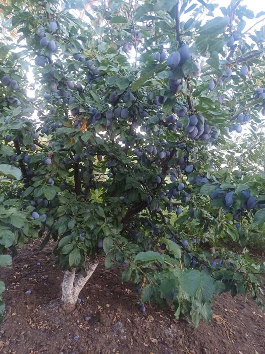Prune pret 2,5 lei kg