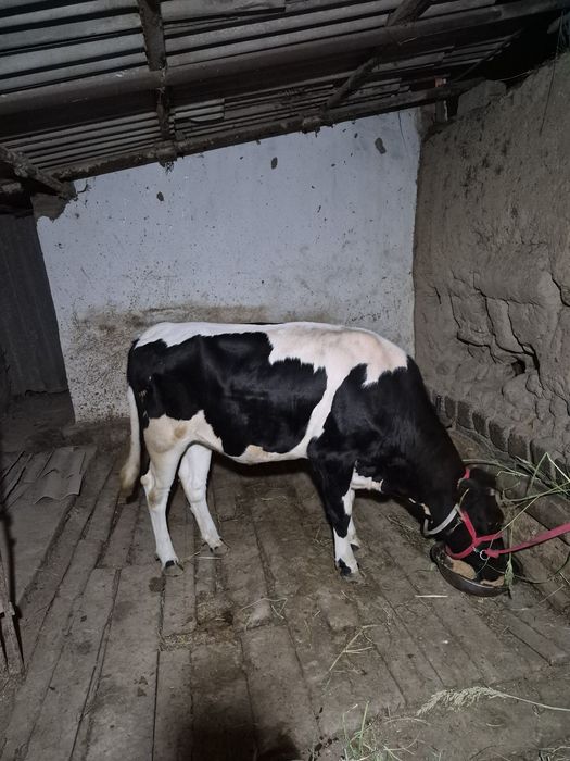 Рассийский Гунажин 1йош