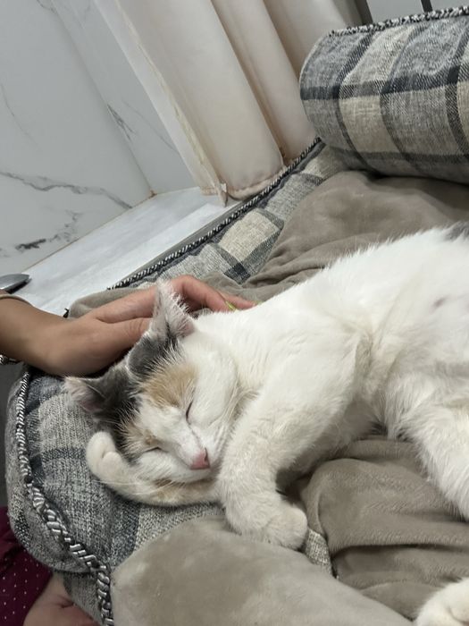 Отдается в добрые руки кошечка