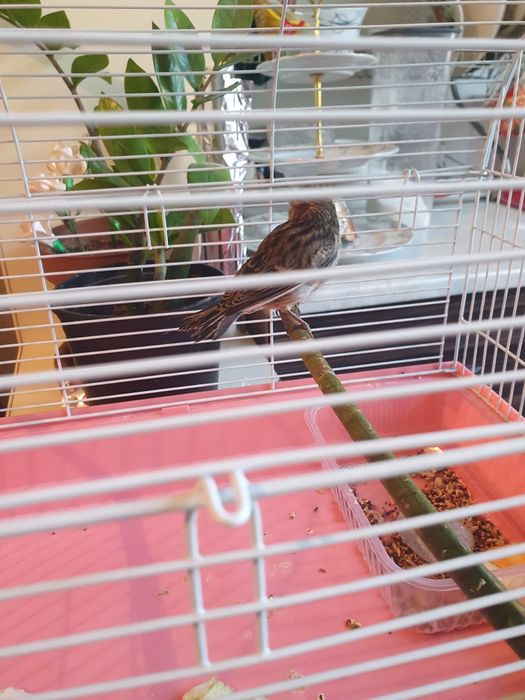 Продаю канарейку