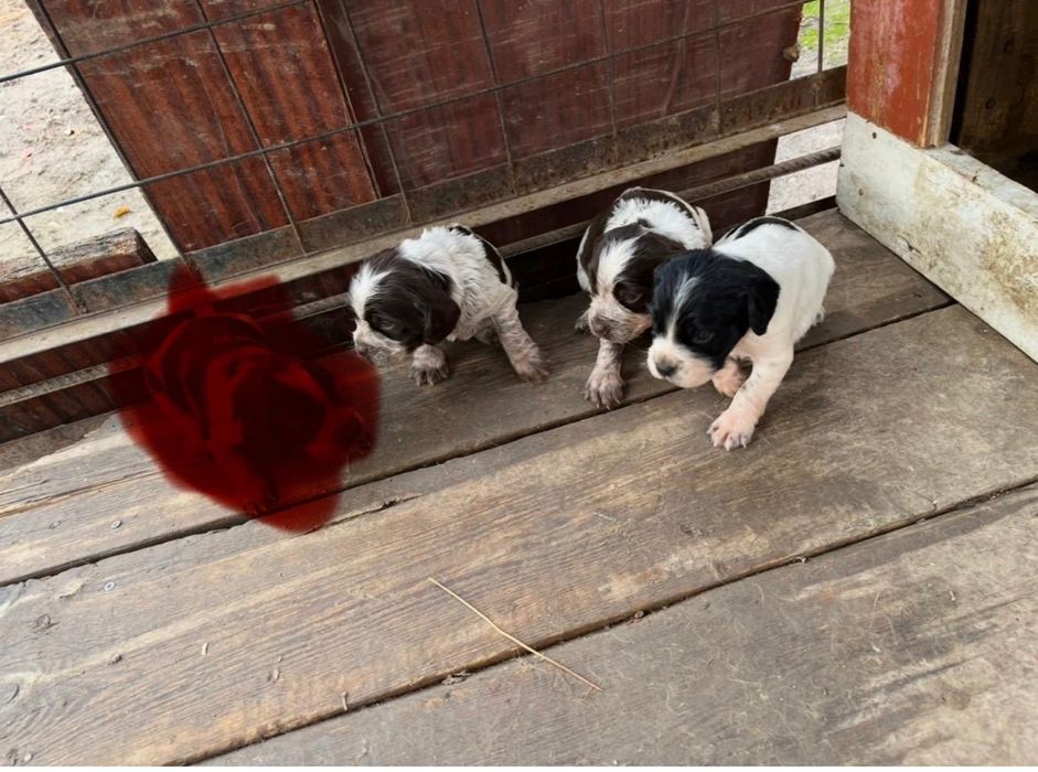 Продантся щенки