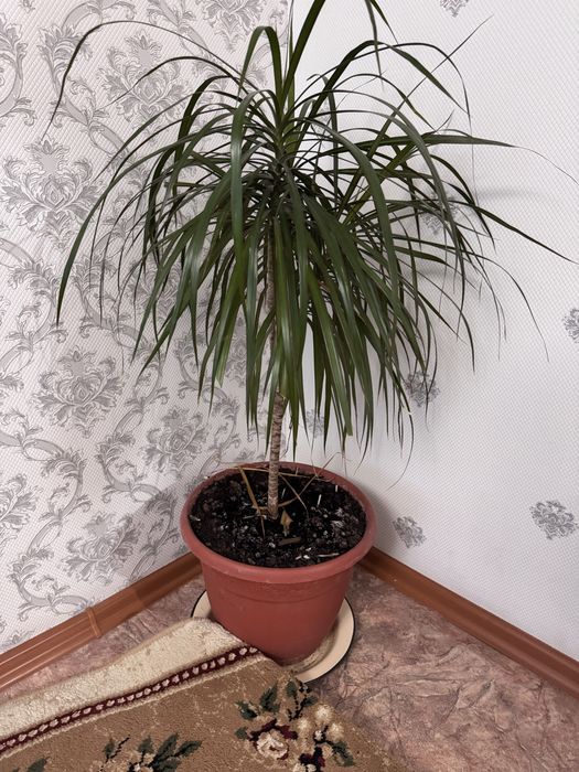 Продам пальму драцена