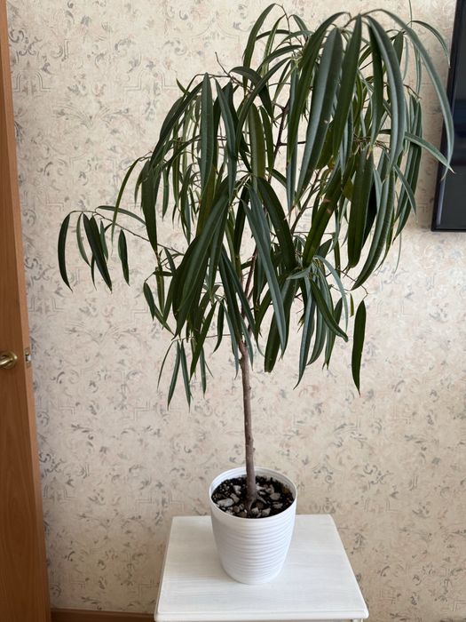 Растения фикус Али