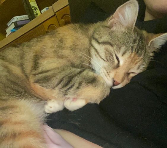 Трицветно женско коте търси дом