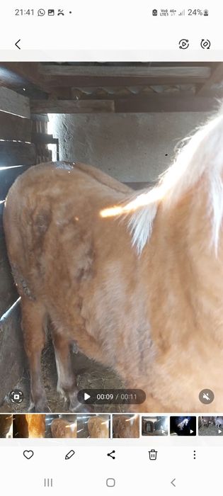 Продам Жеребчика с Откорма