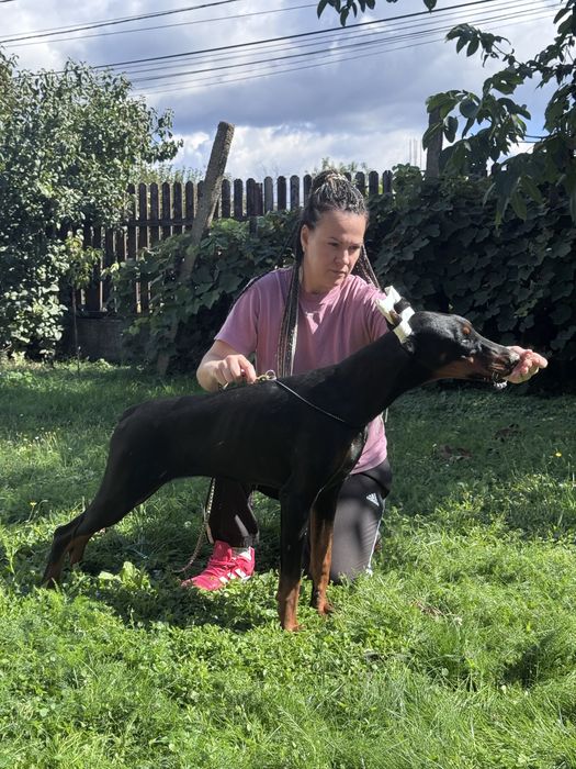 Black Friday! Doberman puppies with pedigrees at a 30% discount