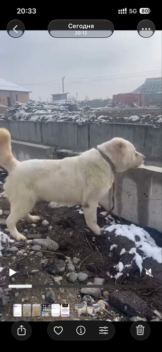 Алабай сатылады