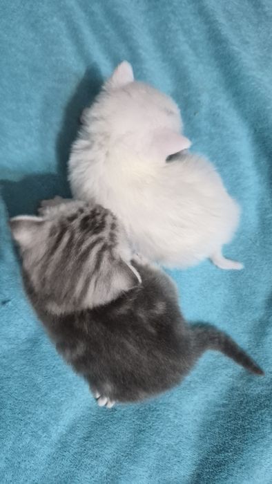 Котята шиншилла шотландские