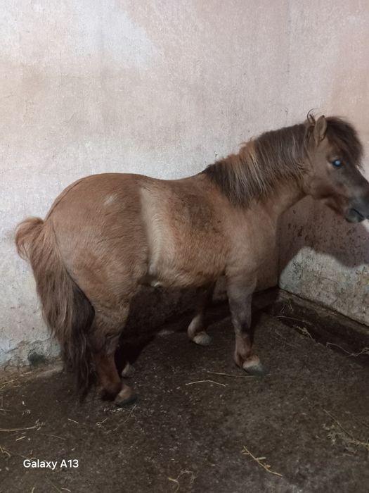 Vând ponei armăsar