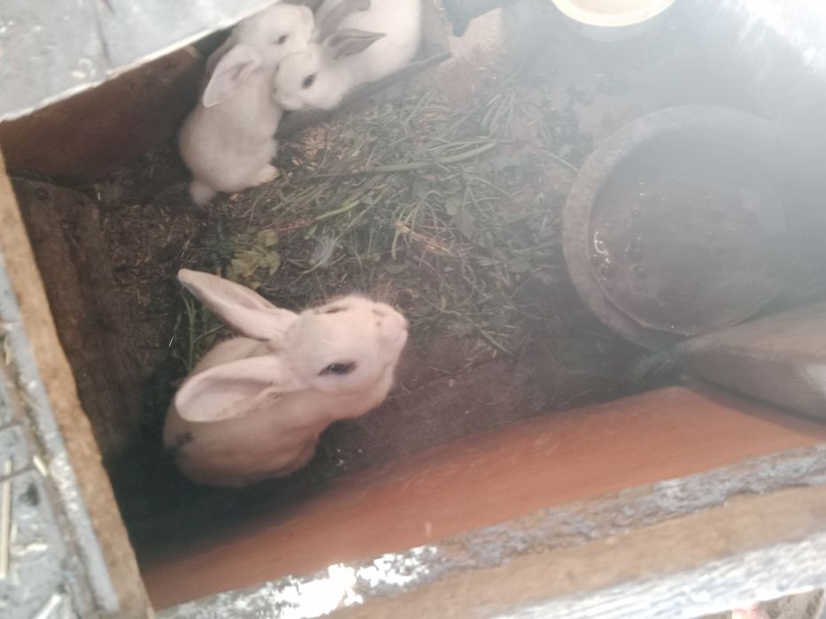 Самки молодые кролихи