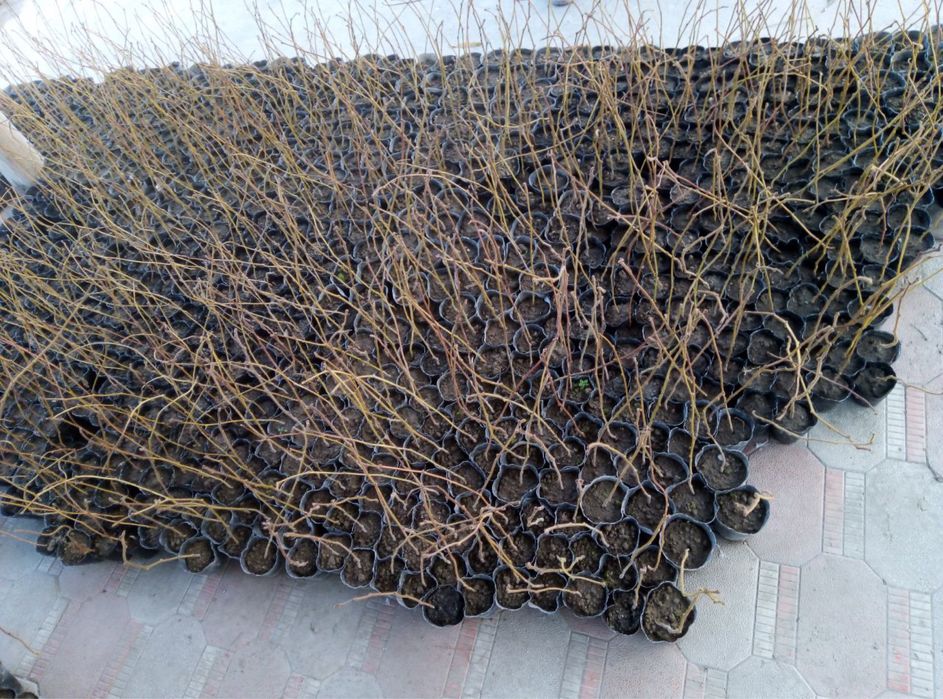 КИВИ кўчатлари сотилади. Продаются саженцы КИВИ.