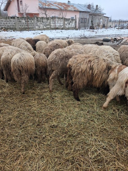 Mielute de anul trecut de vanzare