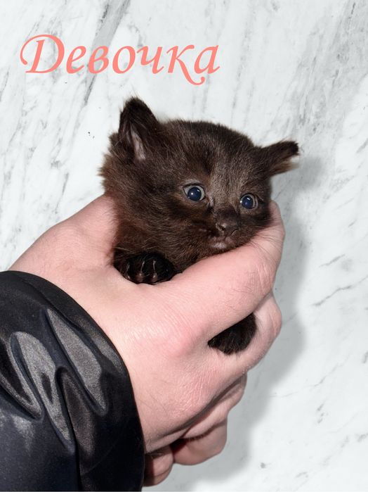 Отдам котят в добрые руки .