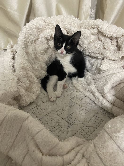 Отдам в добрые руки красивого котенка