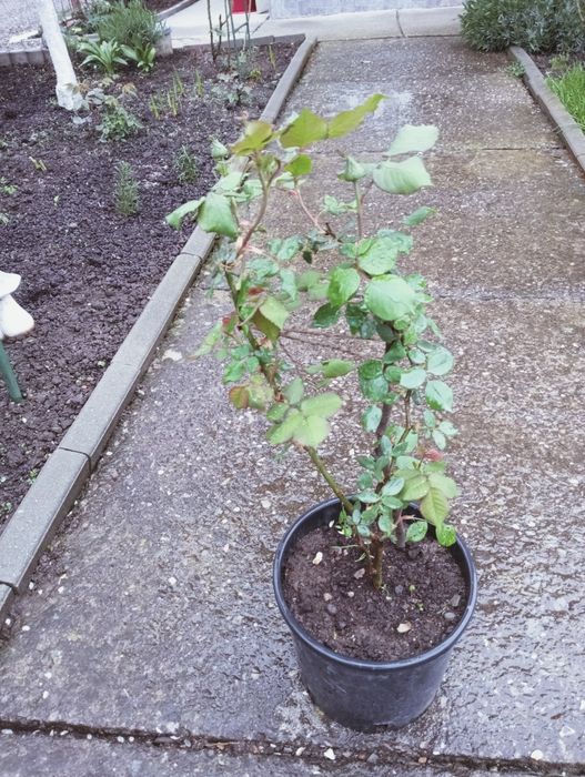 Trandafiri de dulceață Rose de Rescht