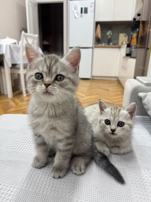 Шотландские котята
