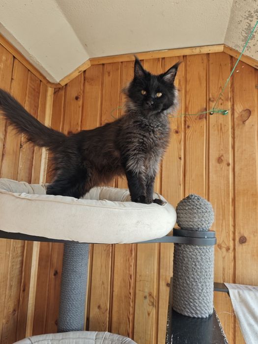 Котенок Мейн кун